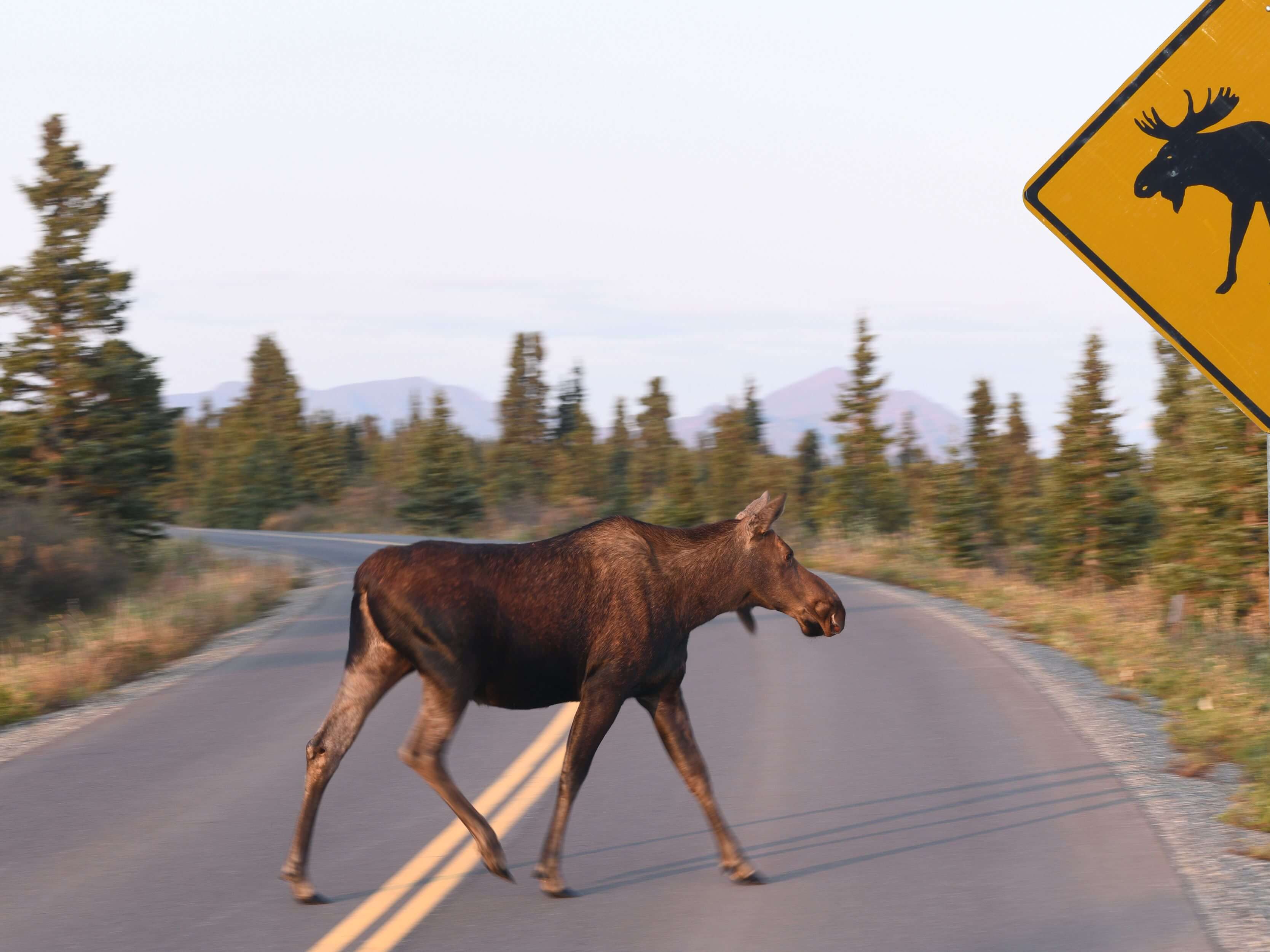 Don T Moose Around Be The Best In Class Accounts Payable Team In 2022   Moose Crossing The Road In Alaska 