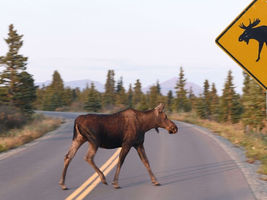 Don’t Moose Around! Be the Best-in-Class Accounts Payable Team in 2022